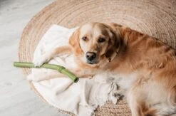 Beeztees Sumo Fit Stick - Hondenspeelgoed - Rubber - Oranje - 50 Cm -Dieren Product Winkel 1200x793 6