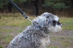 Hondenriem Leer - 2 Meter - Zwart - Hoge Kwaliteit Leer - Lederen Hondenriem - Ambachtelijk Gemaakt In Portugal -Dieren Product Winkel 1200x794 2