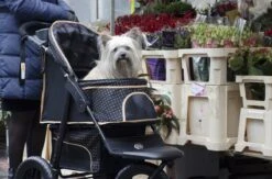 InnoPet Hondenbuggy - Adventure - Zwart/Goud - 94x58x103cm -Dieren Product Winkel 1200x794 4