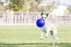 Jolly Pets Jolly Soccer Ball – Hondenspeelgoed – Apporteerspeelgoed– Jollyflex Stevig Kunststof – Drijvend Hondenspeeltje – Ø15cm – Licht Blauw -Dieren Product Winkel 1200x796 8