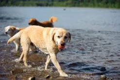 Chuckit! Ultra Ball M – Honden Speelgoed – Hondenbal– Drijft Op Water – Stuitert – Veilig Voor Gebit – Honden Bal – Ideaal Met De Ballenwerper – Ø 6cm – Oranje/Blauw – Hondenspeeltjes– 4-Pack -Dieren Product Winkel 1200x797 10