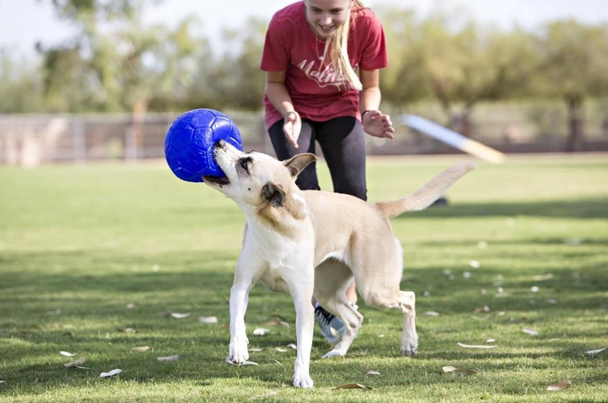 Jolly Pets Jolly Soccer Ball – Hondenspeelgoed – Hondenspeeltjes Voor Binnen En Buiten – Hondenbal Voor Honden – Hondenvoetbal – Jollyflex Stevig Kunststof – Drijvend Hondenspeeltje – Ø20cm – Licht Blauw 3 Jolly Pets Jolly Soccer Ball – Hondenspeelgoed – Hondenspeeltjes Voor Binnen En Buiten – Hondenbal Voor Honden – Hondenvoetbal – Jollyflex Stevig Kunststof – Drijvend Hondenspeeltje – Ø20cm – Licht Blauw - Afbeelding 3