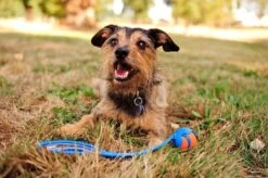 Chuckit! Ultra Ball M – Honden Speelgoed – Hondenbal– Drijft Op Water – Stuitert – Veilig Voor Gebit – Honden Bal – Ideaal Met De Ballenwerper – Ø 6cm – Oranje/Blauw – Hondenspeeltjes– 4-Pack -Dieren Product Winkel 1200x797 9