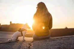 Julius K9 Julius-K9 IDC®Powertuig, XS - Mini-Mini, Neon -Dieren Product Winkel 1200x799 27