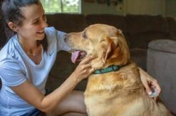 Natuurlijke Vlooiendruppels Tegen Vlooien En Teken Voor Honden | Natural Answer (1-8 Kg) -Dieren Product Winkel 1200x799 33