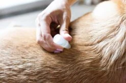 Natuurlijke Vlooiendruppels Tegen Vlooien En Teken Voor Honden | Natural Answer (1-8 Kg) -Dieren Product Winkel 1200x799 34