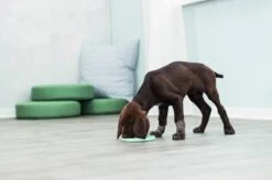 Trixie Junior Likplaat Mintgroen (15X15 CM) -Dieren Product Winkel 1200x799 37