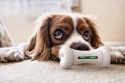 Wickedbone - Automatisch, Interactief En Intelligent Speelgoed Voor Honden - App & Bluetooth Bestuurbaar - USB Oplaadbaar -Dieren Product Winkel 1200x799 39