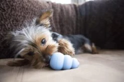 Kong Puppy - Hondenspeelgoed - Assorti - M 24 Kong Puppy - Hondenspeelgoed - Assorti - M -Dieren Product Winkel 1200x799 43