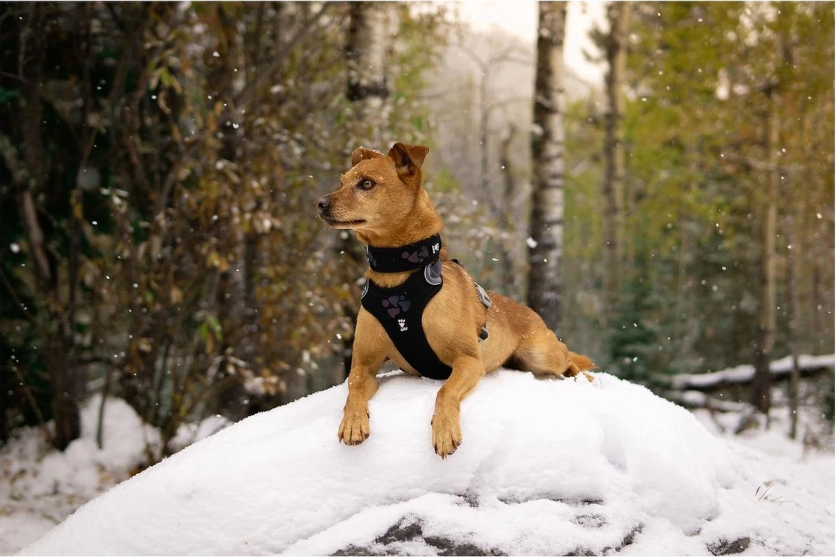 Hurtta Weekend Warrior Eco Harness - 45/60 Cm - Hedge 2 Hurtta Weekend Warrior Eco Harness - 45/60 Cm - Hedge - Afbeelding 2