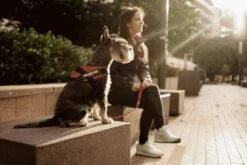 Julius K9 Julius-K9 IDC®Powertuig, S - Mini, Zwart -Dieren Product Winkel 1200x800 151