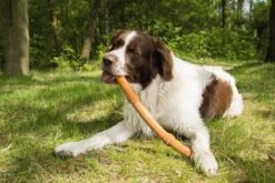 Beeztees Sumo Fit Stick - Hondenspeelgoed - Rubber - Oranje - 50 Cm -Dieren Product Winkel 1200x800 167