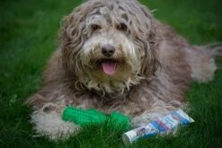 Tandenborstel + TANDPASTA Hond Melk Geur Smaak En Piep Honden Speelgoed - Cactus Dog Toy Tandverzorging Kauwbotten Hondenspeelgoed Hondenbot Kauwstaaf Tanden Puppy Hondenspeeltje Sterk Kauwspeelgoed - Dutchwide -Dieren Product Winkel 1200x800 197