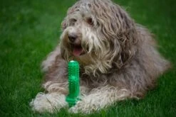 Tandenborstel + TANDPASTA Hond Melk Geur Smaak En Piep Honden Speelgoed - Cactus Dog Toy Tandverzorging Kauwbotten Hondenspeelgoed Hondenbot Kauwstaaf Tanden Puppy Hondenspeeltje Sterk Kauwspeelgoed - Dutchwide -Dieren Product Winkel 1200x800 198