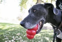 Kong Kauwbot - Hondenspeelgoed - Rood - L -Dieren Product Winkel 1200x800 199