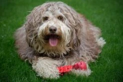 Kauwbot Hond Extra Sterk Kauwspeelgoed Melk Geur Smaak Honden Speelgoed - Rood Wit - Dutchwide -Dieren Product Winkel 1200x800 201