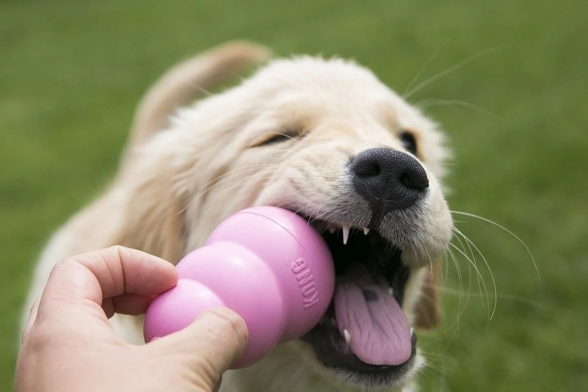 Kong Puppy - Hondenspeelgoed - Assorti - M 16 Kong Puppy - Hondenspeelgoed - Assorti - M - Afbeelding 16