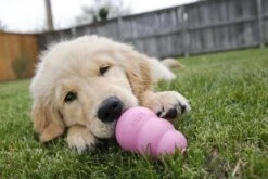 Kong Puppy - Hondenspeelgoed - Assorti - M 37 Kong Puppy - Hondenspeelgoed - Assorti - M -Dieren Product Winkel 1200x800 213