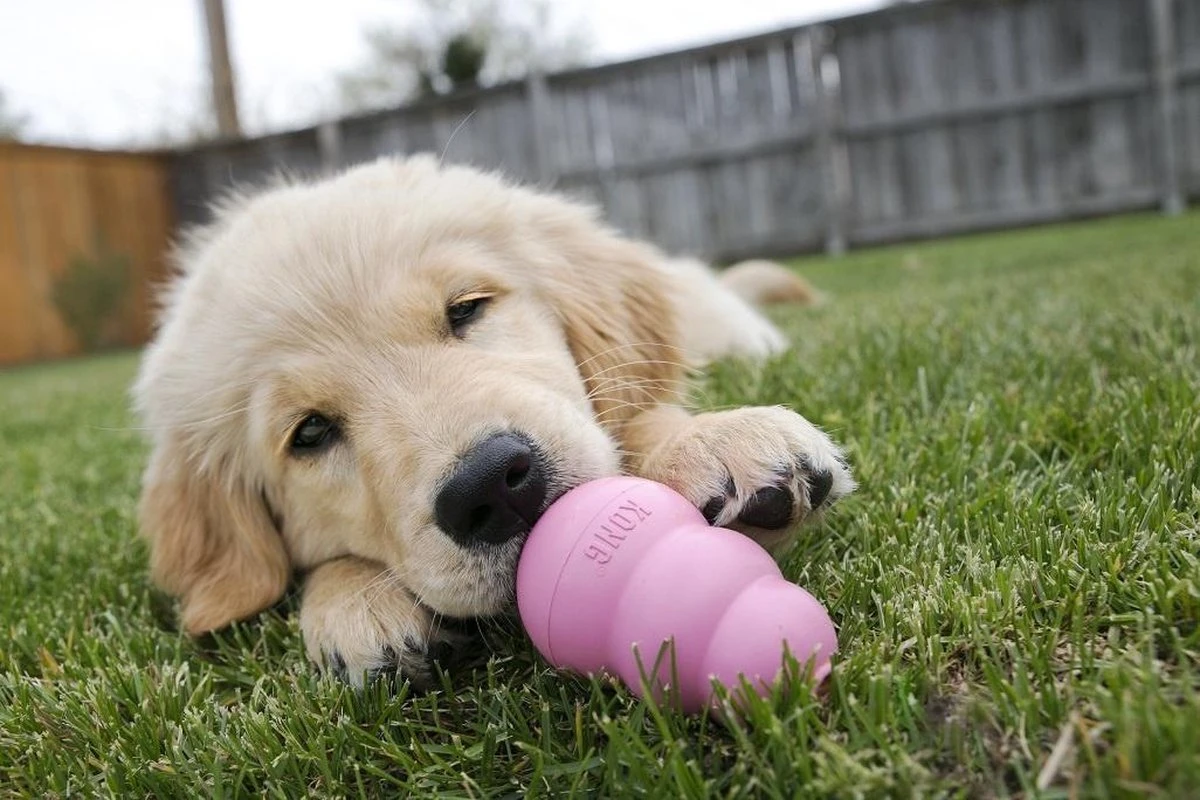 Kong Puppy - Hondenspeelgoed - Assorti - M 18 Kong Puppy - Hondenspeelgoed - Assorti - M - Afbeelding 18