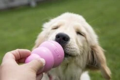 Kong Puppy - Kauwbot Hondenspeelgoed Small - Kauwbot - 85mm X 42mm - Groen/Wit -Dieren Product Winkel 1200x800 219