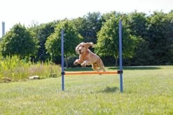 Trixie Dog Activity Agility Horde - Blauw/Oranje - 123 X 115 X 3 Cm -Dieren Product Winkel 1200x800 222