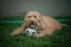 Honden Speelgoed Bal Voetbal Extra Sterk Met Handvaten Ball Hondenbal - 15 Cm - Dutchwide -Dieren Product Winkel 1200x800 225