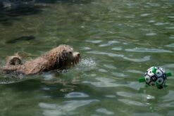 Honden Speelgoed Bal Voetbal Extra Sterk Met Handvaten Ball Hondenbal - 15 Cm - Dutchwide -Dieren Product Winkel 1200x800 227