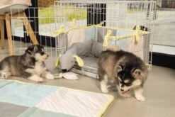 Beeztees Puppy Cosy Doggy - Hondenspeelgoed - Grijs - 120x12x9,5 Cm -Dieren Product Winkel 1200x800 248