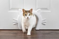 PetSafe Staywell® Cat Corridor - Kattendoorgang Voor Binnenshuis - Overschilderbaar Design - Voor Katten Tot 9 Kg - Staywell Cat Corridor -Dieren Product Winkel 1200x800 25