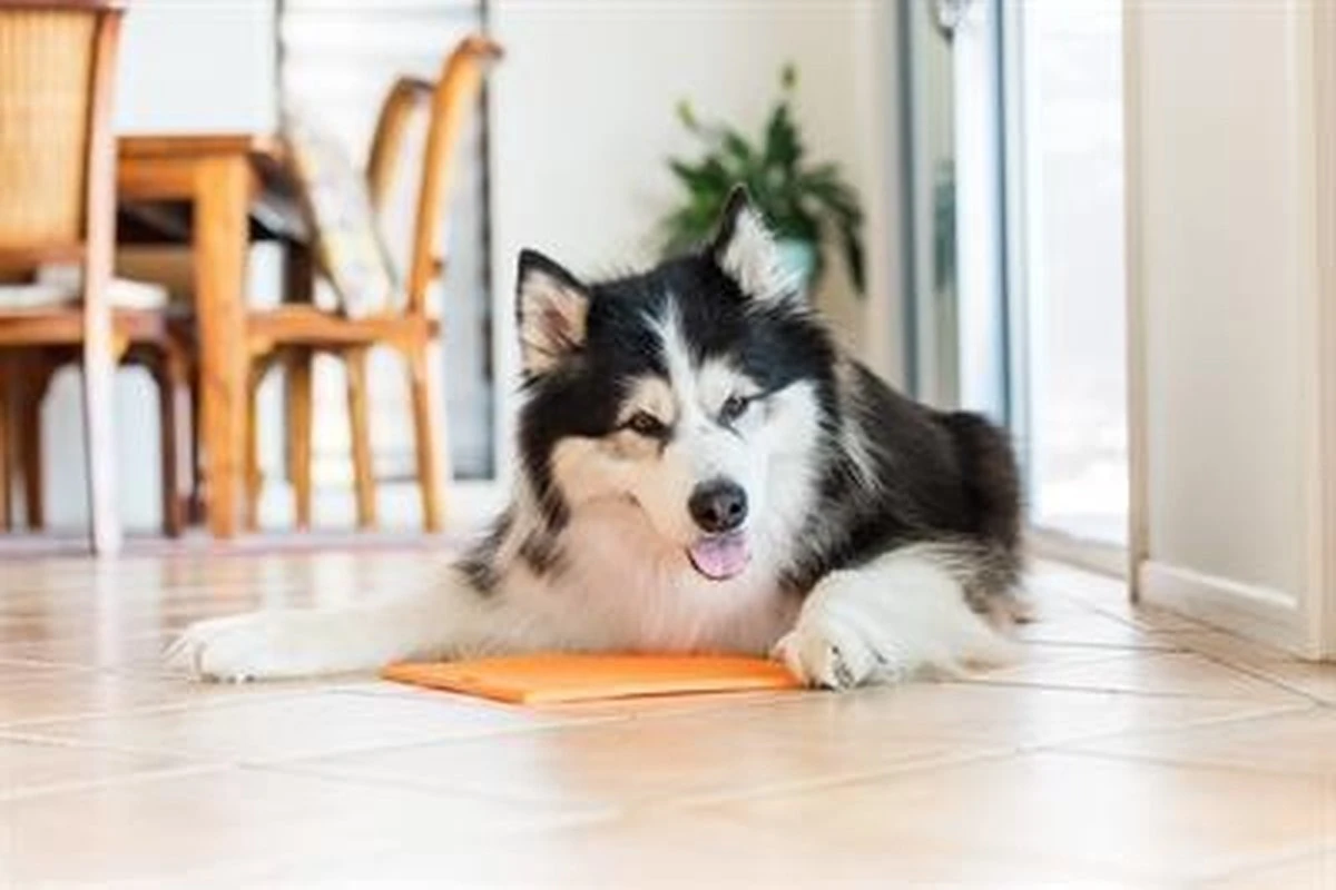 Lickimat Buddy - Voermat - Slow Feeder - 20 Cm - Oranje 7 Lickimat Buddy - Voermat - Slow Feeder - 20 Cm - Oranje - Afbeelding 7