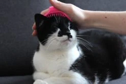 Merkloos Vacht Verzorgingsborstel Voor Hond En Kat (willekeurige Kleur) - Kattenborstel - Hondenborstel - Verstelbaar 6 Merkloos Vacht Verzorgingsborstel Voor Hond En Kat (willekeurige Kleur) - Kattenborstel - Hondenborstel - Verstelbaar -Dieren Product Winkel 1200x800 44