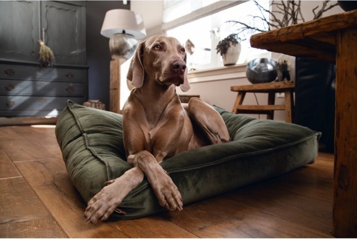 Designed By Lotte Nalino - Hondenkussen - Fluweel - Groen - 100x70x15 Cm 2 Designed By Lotte Nalino - Hondenkussen - Fluweel - Groen - 100x70x15 Cm - Afbeelding 2