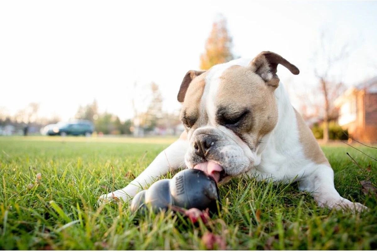 Kong Extreme 4 Kong Extreme - Afbeelding 4