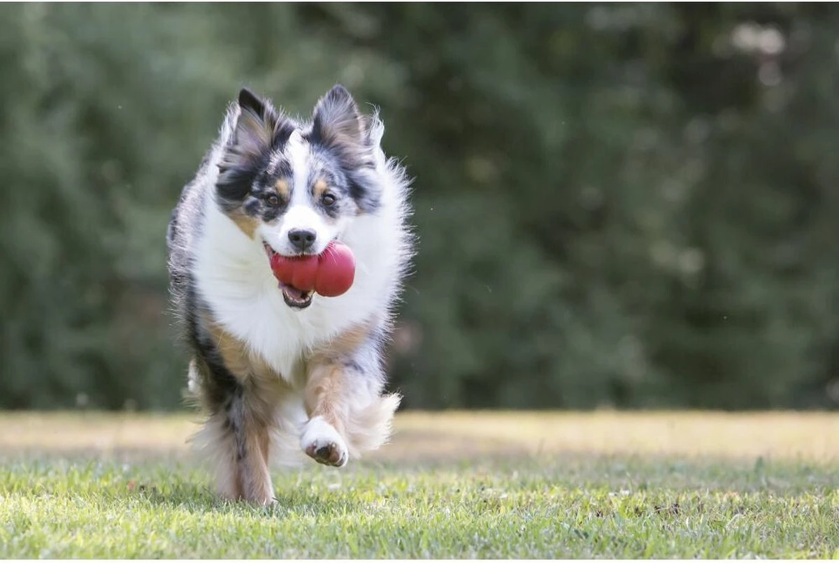 Kong Kauwbot - Hondenspeelgoed - Rood - S 8 Kong Kauwbot - Hondenspeelgoed - Rood - S - Afbeelding 8