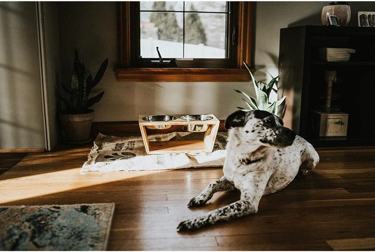 Verhoogde Voerbak Hond Met Standaard - RVS - Bamboe - Waterbak - Etensbak - Inhoud 1100ml & 900ml - Ergonomisch - Hout 5 Verhoogde Voerbak Hond Met Standaard - RVS - Bamboe - Waterbak - Etensbak - Inhoud 1100ml & 900ml - Ergonomisch - Hout - Afbeelding 5