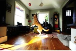 Chuckit! Chuckit Indoor Ball -Dieren Product Winkel 1200x811 8