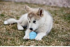 Kong Puppy - Kauwbot Hondenspeelgoed Small - Kauwbot - 85mm X 42mm - Groen/Wit -Dieren Product Winkel 1200x818 10