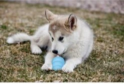 Kong Puppy - Hondenspeelgoed - Assorti - L -Dieren Product Winkel 1200x818 9