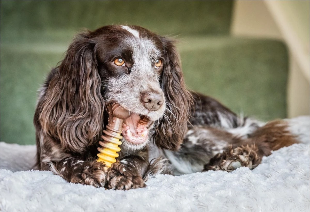 Nylabone Extreme Kauwbot Met Rund- En Kaassmaak - Voor Krachtige Kauwers - In S/M/XL - X-Large 7 Nylabone Extreme Kauwbot Met Rund- En Kaassmaak - Voor Krachtige Kauwers - In S/M/XL - X-Large - Afbeelding 7