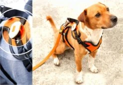 Max & Molly Matrix Ultra Led Honden Veiligheidslicht - Dierenlampje - Zwart -Dieren Product Winkel 1200x826 2