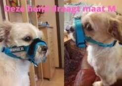 Sharon B Muilkorf Paars Maat M - Fleece - Wasbaar - Reflecterend -Dieren Product Winkel 1200x852 6