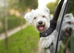 Thundershirt Antistress Vest - Dieren Antistressmiddel - Hond - Grijs - S - 43-53 Cm -Dieren Product Winkel 1200x870 8