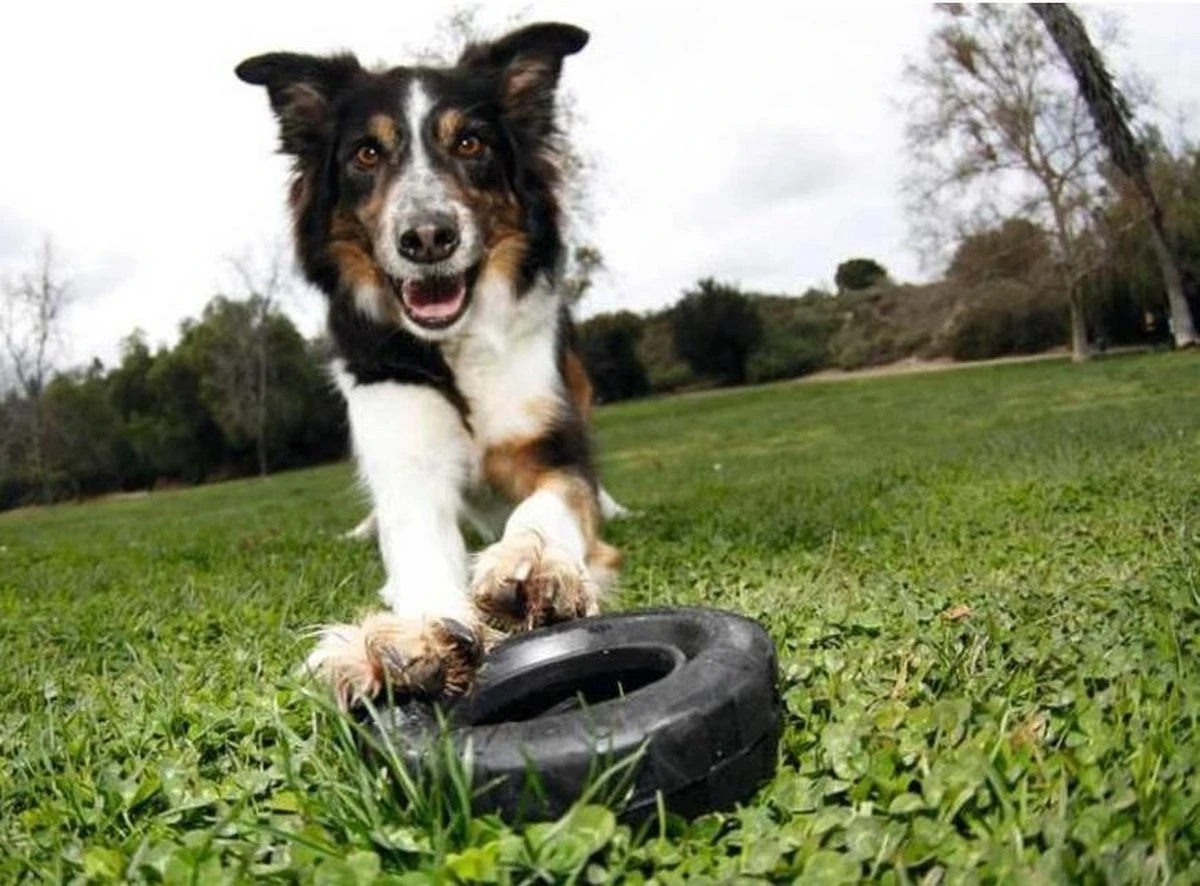 Kong Traxx Hondenspeelgoed - Rubber - M/L- Zwart 4 Kong Traxx Hondenspeelgoed - Rubber - M/L- Zwart - Afbeelding 4