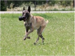 Kong Extreme 25 Kong Extreme -Dieren Product Winkel 1200x887 8