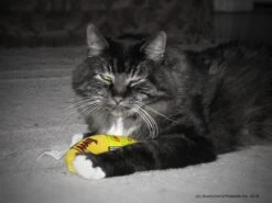 Yeowww! Chicata Banana - Speeltje Voor Katten Met Kattenkruid - De Meest Krachtige Catnip Ter Wereld – Onweerstaanbaar – Katoen – 17.7 Cm - Geel -Dieren Product Winkel 1200x900 1