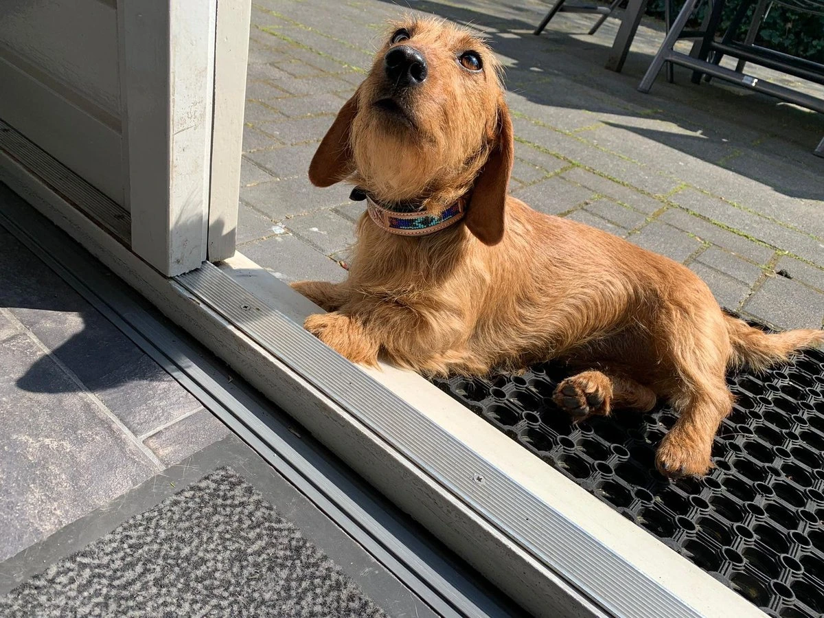 Halsband Hond Van Leer - Maat XS - 23 Cm T/m 33 Cm Verstelbaar - Bruin Met Patroon 2 Halsband Hond Van Leer - Maat XS - 23 Cm T/m 33 Cm Verstelbaar - Bruin Met Patroon - Afbeelding 2