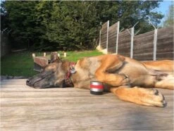 RelaxoPet Pro Dog – Dieren Antistressmiddel – Anti-stress Hond – Ontspanningsmuziek – Ontspanning Voor Hond -Dieren Product Winkel 1200x902 5