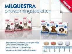 Beaphar Milquestra Kleine Kat/kitten - 0,5 Tot 4 Kg - 2 Tabletten -Dieren Product Winkel 1200x904