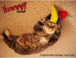 Yeowww! Chicata Banana - Speeltje Voor Katten Met Kattenkruid - De Meest Krachtige Catnip Ter Wereld – Onweerstaanbaar – Katoen – 17.7 Cm - Geel -Dieren Product Winkel 1200x907 2