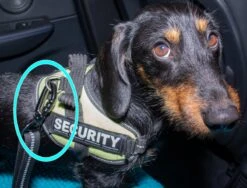 Doggz - Autogordel Hond - Nieuw Past In Alle Auto's Door Kliksysteem En Haak - Extra Stevig - Hondengordel Voor Auto - Honden Autogordel -Dieren Product Winkel 1200x913 4